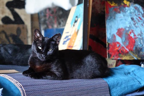 Petunia, gatita negra tímida y buena esterilizada, nacida en Marzo´17, en adopción. Valencia. ADOPTADA. 51768623271_c7bb440340