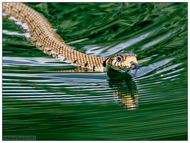 Grass Snake in green water [Explored]