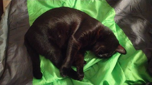 Petunia, gatita negra tímida y buena esterilizada, nacida en Marzo´17, en adopción. Valencia. ADOPTADA. 51769268004_7f4b8c8209