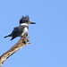 Flickr photo 'Belted Kingfisher (Megaceryle alcyon)' by: Mary Keim.