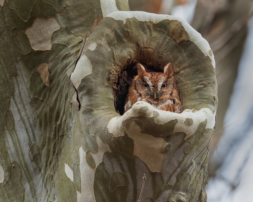 Red Morph Eastern Screech Owl