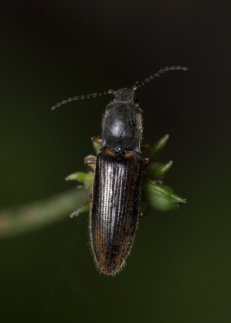 Small Elateridae sp. beetle