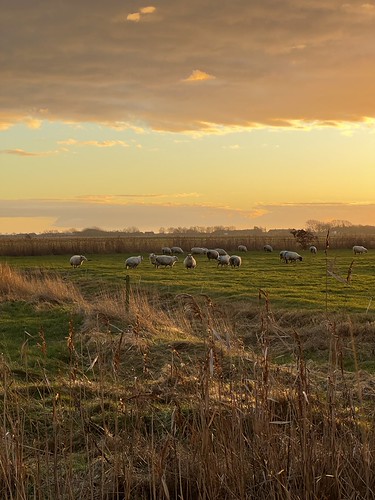 ewe-ning by unbunt.me, iphone nordfriesland sunset ewe sheep