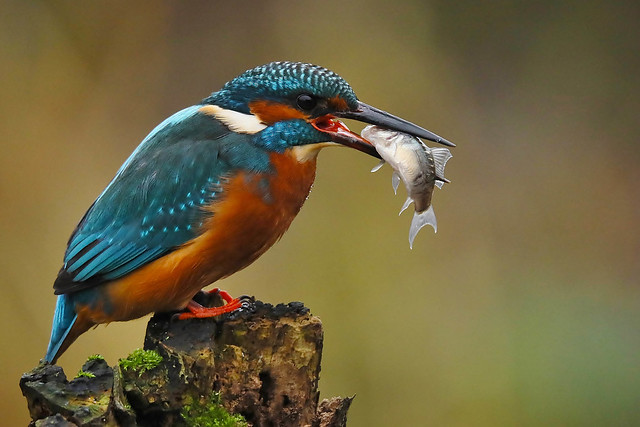Kingfisher and the Carp,UK.