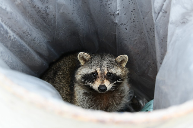 A Surprise in the Garbage Can,Today!