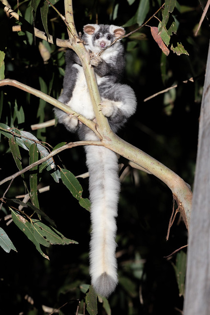 Southern Greater Glider - Petauroides volans