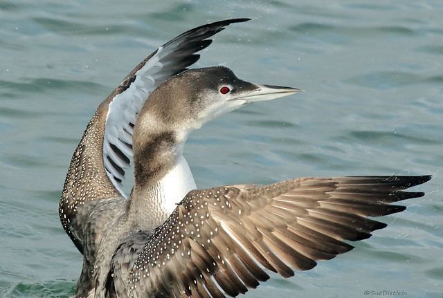 Common Loon  - 094A6112ac