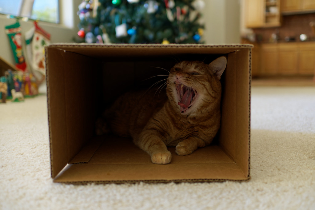 Our cat Sam yawns from within a cardboard box on December 20, 2021. Original: _RAC2577.ARW