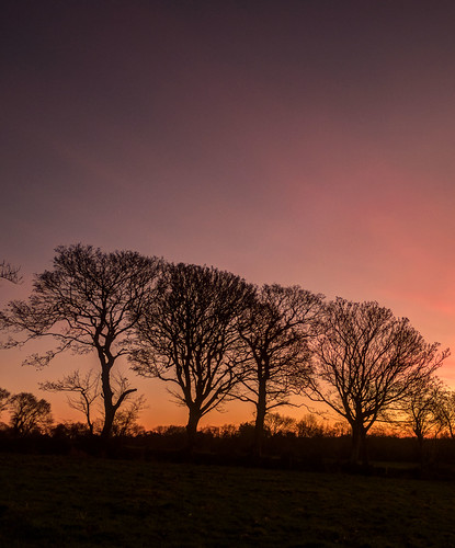 Against the Sky by dmoon1, fujifilmxh1 hawkinstown sunset silhouette trees ireland