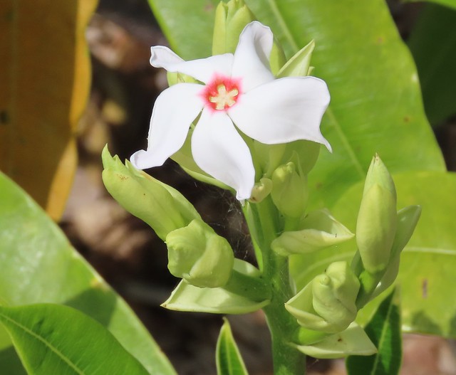 Cerbera floribunda - Cassowary Plum