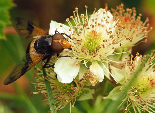 Pellucid Hoverfly (Volucella pellucens)
