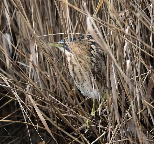 Bittern hiding in the reeds