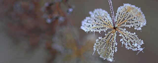 A frozen beauty...