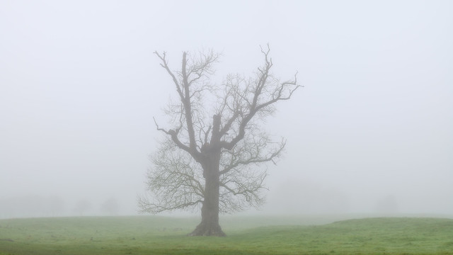 Alone in the Fog
