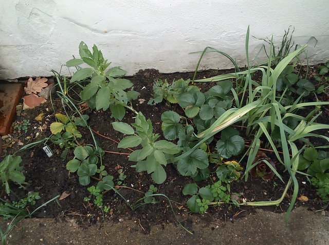 20 December 2021 Field beans, strawberry plants, Babington's leeks and a few weeds