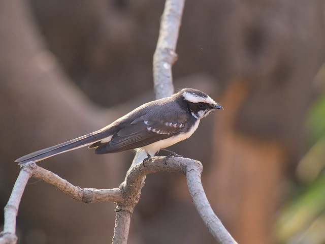 white browed Fantail