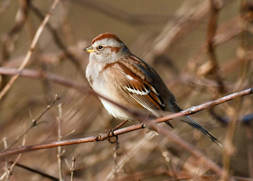 American Tree Sparrow - Mendon Ponds Park - © Alan Bloom - Dec 21, 2021