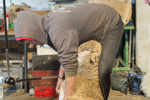 Apprentissage tonte des moutons