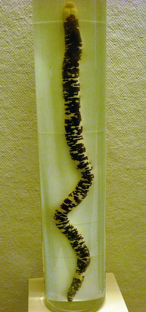 Amphisbaena fuliginosa (15-9-21 Naturhistorisches Museum Wien)