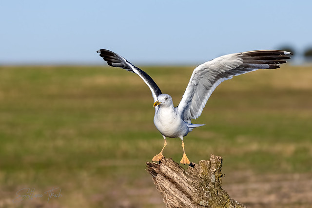 Yellow-legged gull (Larus michahellis)