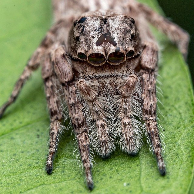 Cocalus sp. Jumping spider