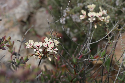 Pelargonium moniliforme in habitat