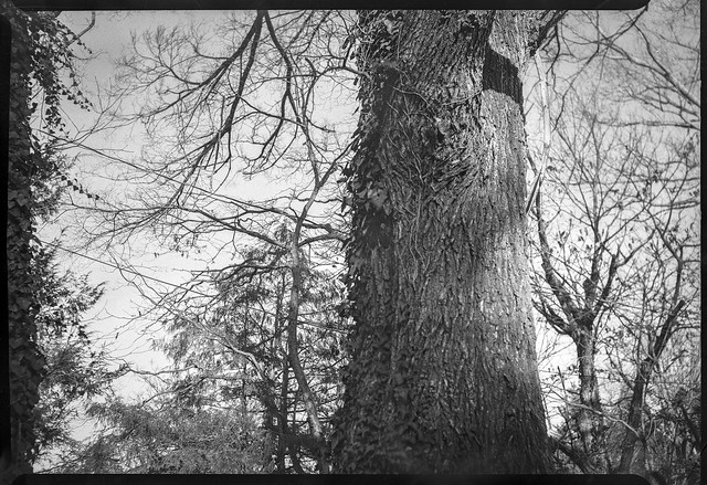 looking up, tree forms, ivy-covered, cast shadow, yard, Asheville, NC, Graflex Crown Graphic 2x3, Schneider-Kreuznach Xenar 105mm f-4.5, Arista.Edu 400, L110 developer, 12.17.21