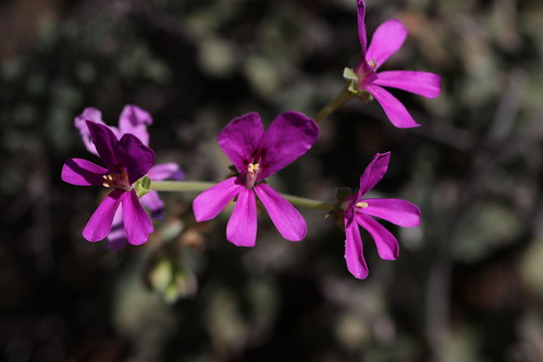 Pelargonium echinatum in wild