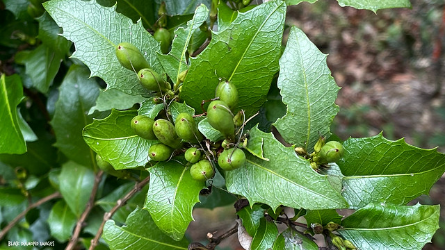 Graptophyllum ilicifolium - Mount Blackwood Holly, Holly Fuschia