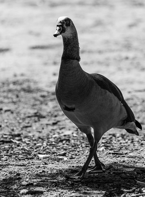 Egyptian goose walking in a park