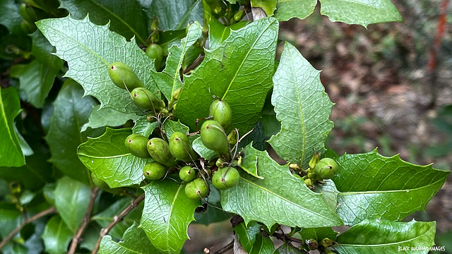 Graptophyllum ilicifolium - Mount Blackwood Holly, Holly Fuschia
