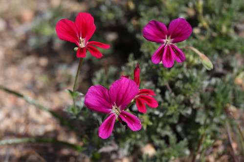 Two flower color in P. sericifolium