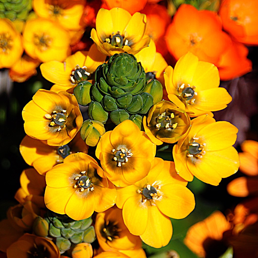 Toronto Ontario ~ Canada ~ Edwards Botanical Gardens ~  Yellow Tulip Cluster