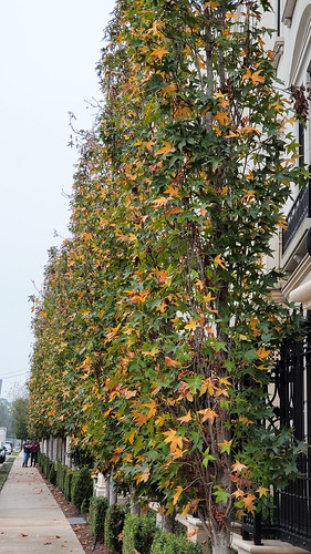 fall autumn season landscaping foliage leaves color hue saturation urban city sidewalk houston texas usa