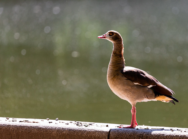 Egyptian goose near to the water in a park