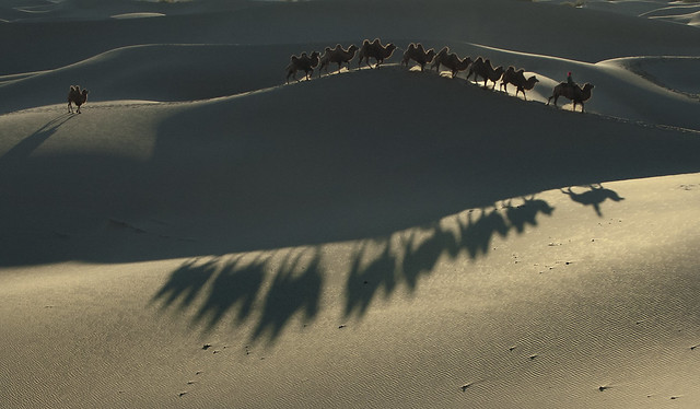 One was left behind , Gobi Desert , China