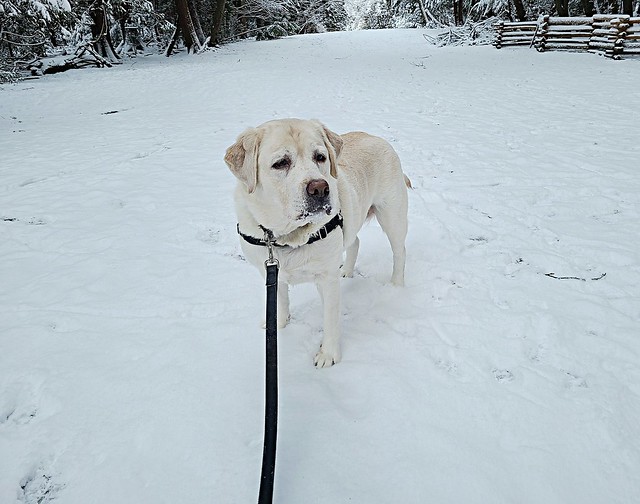 Gracie on a walk in the snow