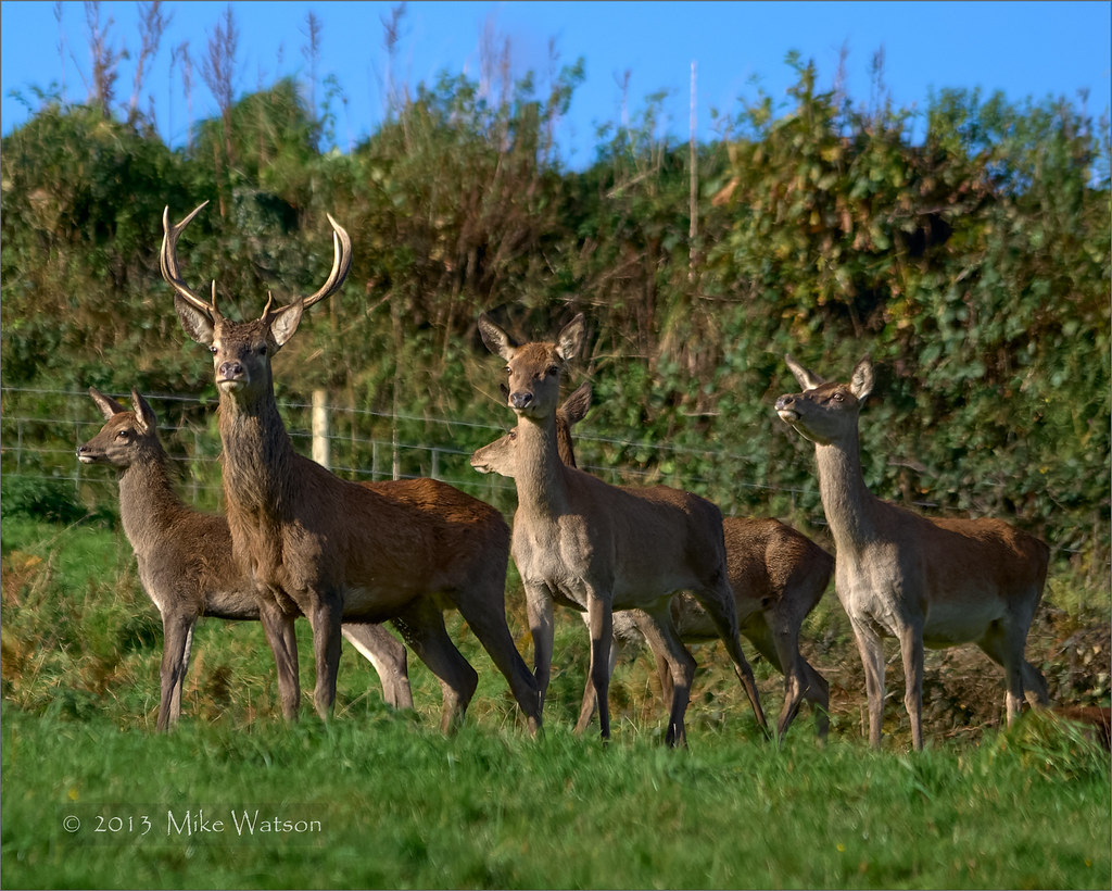 Red Deer near Dulverton on Exmoor