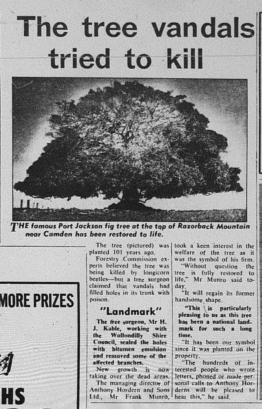 Horderns Tree May 10 1967 The Sun 31