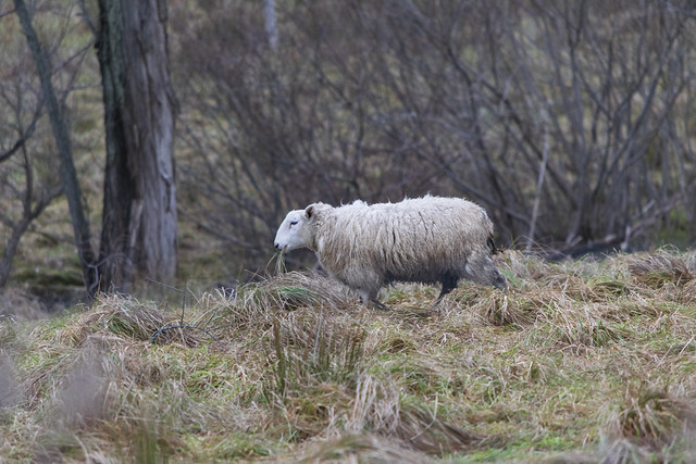 A sheep on the hay