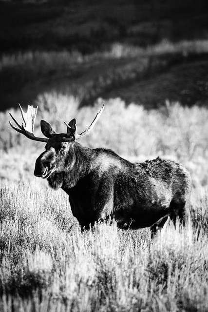 Bull moose, Antelope Flats, Grand Teton National Park. November, 2021.