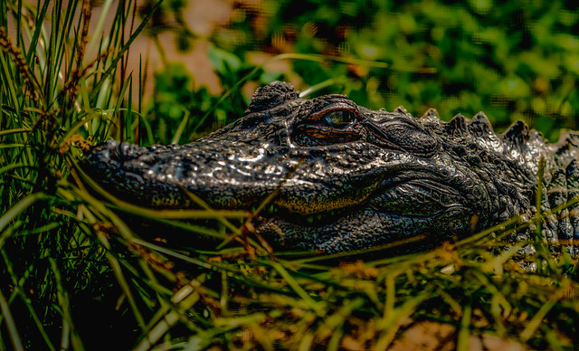 alligator-35140.jpg