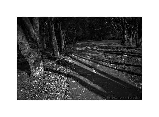 shadowed path, Sydney, 2014  #094