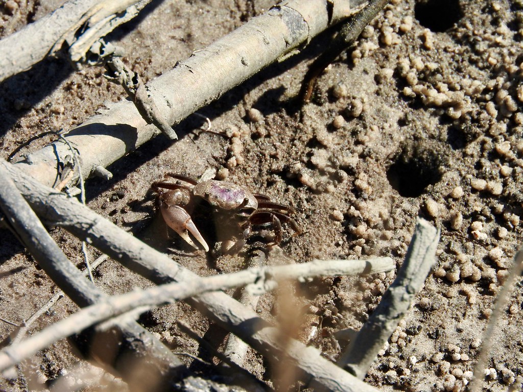 Fiddler Crab on the Roosevelt Nature Trail. Photo by howderfamily.com; (CC BY-NC-SA 2.0)
