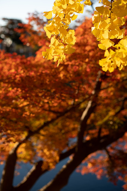 20211127 Okazaki city autumn tints 1
