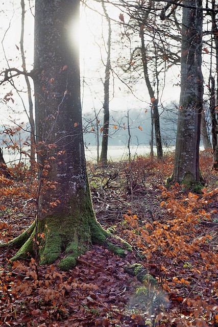 Woodland in early winter