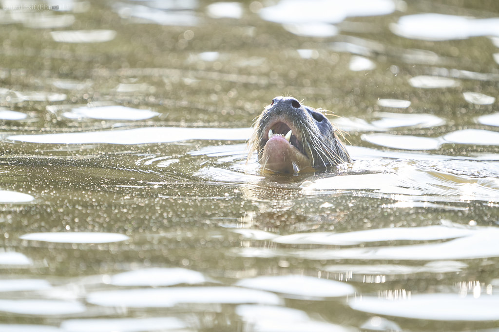 Giant river otter (Pteronura brasiliensis) coming up for air