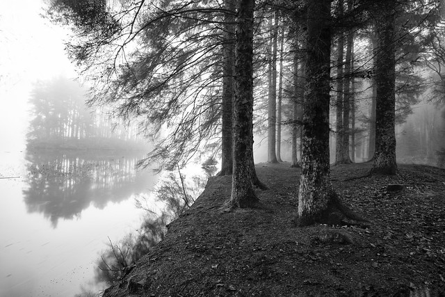 Mysterious in the fog, the island in Beecraigs Loch. Beecraigs Park, near Linlithgow, West Lothian, Scotland