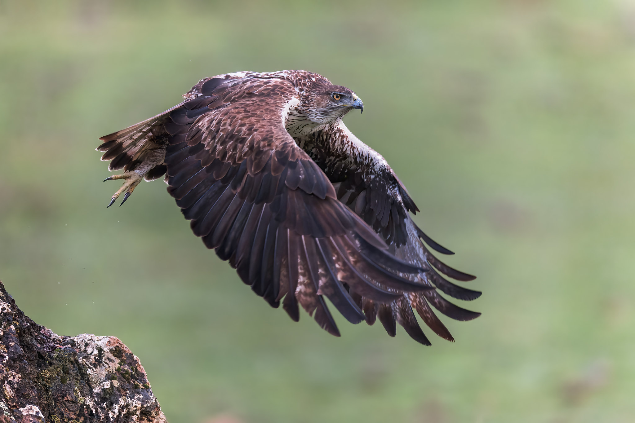 Aquila fasciata | Bonelli's Eagle | hökörn