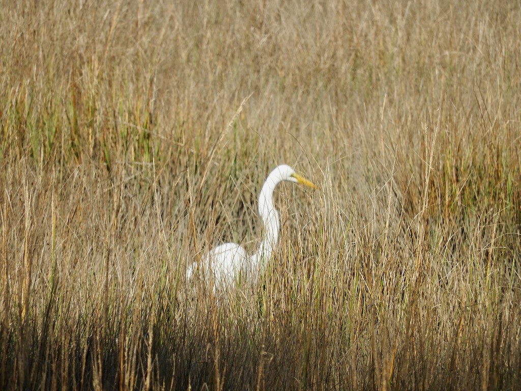 Great Egret on the Roosevelt Nature Trail. Photo by howderfamily.com; (CC BY-NC-SA 2.0)